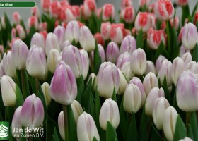 Tulipa Ghost ® (3)